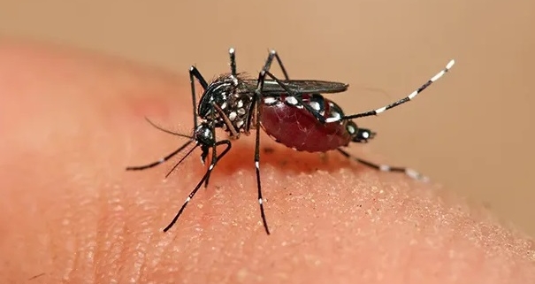 Aedes Aegypti Ufg Desenvolve Controle Biol Gico Do Mosquito Transmissor Da Dengue Appego